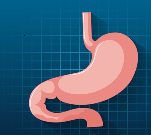 human internal organ with stomach